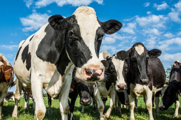 Vente de lait de vache directement du producteur à La Tour‑du‑Pin