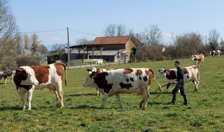 Alexis rentre nos vaches, La ferme de Reculefort La Tour-du-Pin - Vente de produits issus de la ferme directement