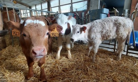 La ferme de Reculefort La Tour-du-Pin - Vente de produits issus de la ferme directement