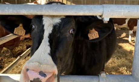 La ferme de Reculefort La Tour-du-Pin - Vente de produits issus de la ferme directement