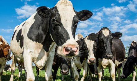 Vente de lait de vache directement du producteur à La Tour‑du‑Pin