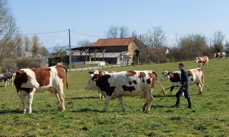 Alexis rentre nos vaches, La ferme de Reculefort La Tour-du-Pin - Vente de produits issus de la ferme directement