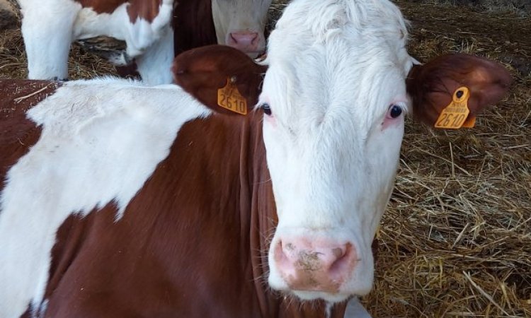 Qui êtes vous? La ferme de Reculefort La Tour-du-Pin - Vente de produits issus de la ferme directement