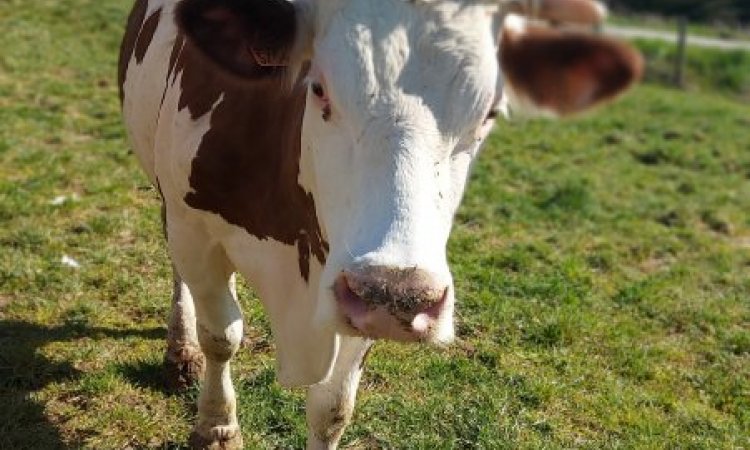 C'est la sortie !!! La ferme de Reculefort La Tour-du-Pin - Vente de produits issus de la ferme directement