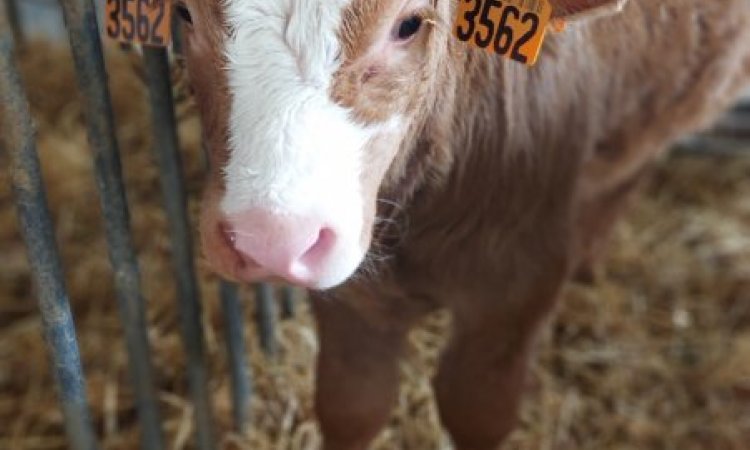 La ferme de Reculefort La Tour-du-Pin - Vente de produits issus de la ferme directement