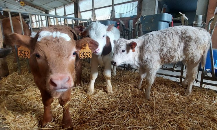 La ferme de Reculefort La Tour-du-Pin - Vente de produits issus de la ferme directement