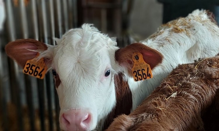 La ferme de Reculefort La Tour-du-Pin - Vente de produits issus de la ferme directement