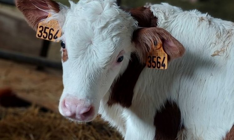 La ferme de Reculefort La Tour-du-Pin - Vente de produits issus de la ferme directement