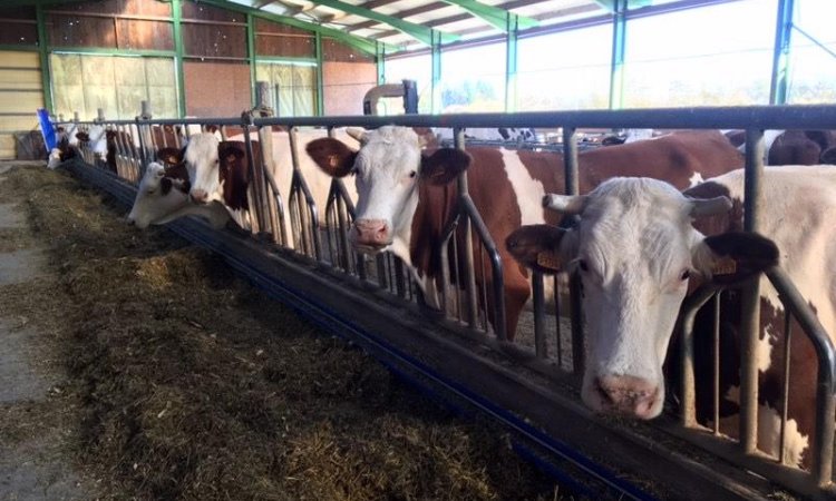 La ferme de Reculefort La Tour-du-Pin - Vente de produits issus de la ferme directement