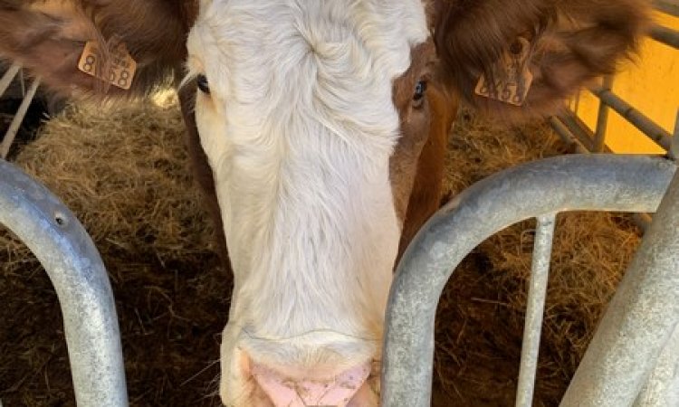 La ferme de Reculefort La Tour-du-Pin - Vente de produits issus de la ferme directement